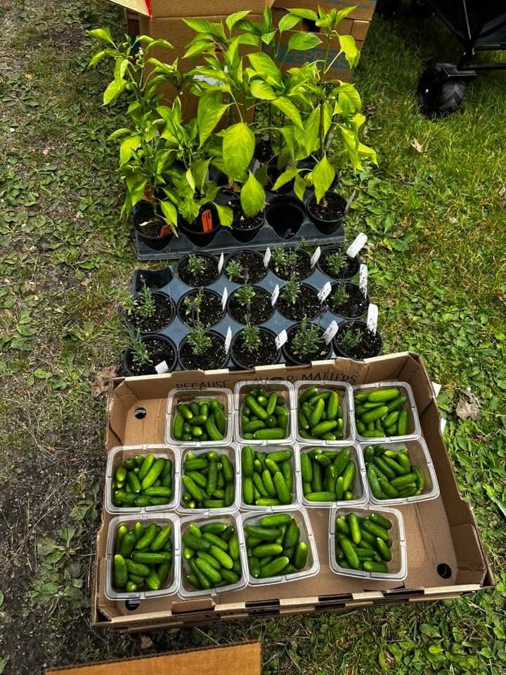 Potted plants and a cardboard box of green peppers on a grassy surface.