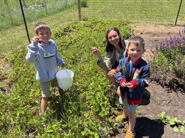 A mom and two kids picking strawberries. 
