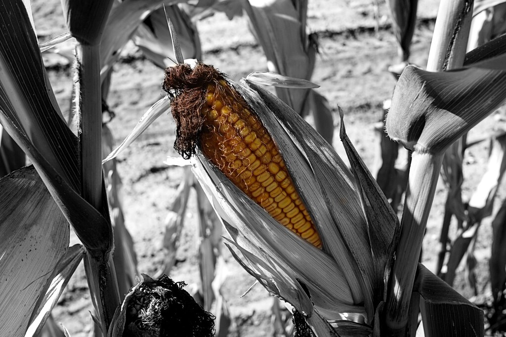 Black and white image of a corn on a stalk with yellow kernels, leaves, and husk against a blurred field background.