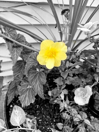 A black-and-white photo of a yellow flower in a planter, with other green leaves and white flowers.