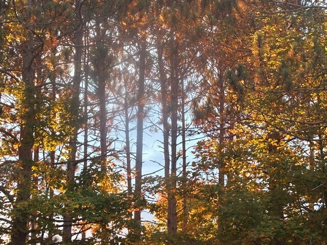 Tall trees with yellow, orange, and green leaves. Sunlight filters through the trees, creating a dappled effect.