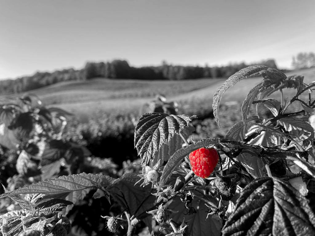 Black and white image of a berry farm. A single ripe raspberry on a bush in the foreground.