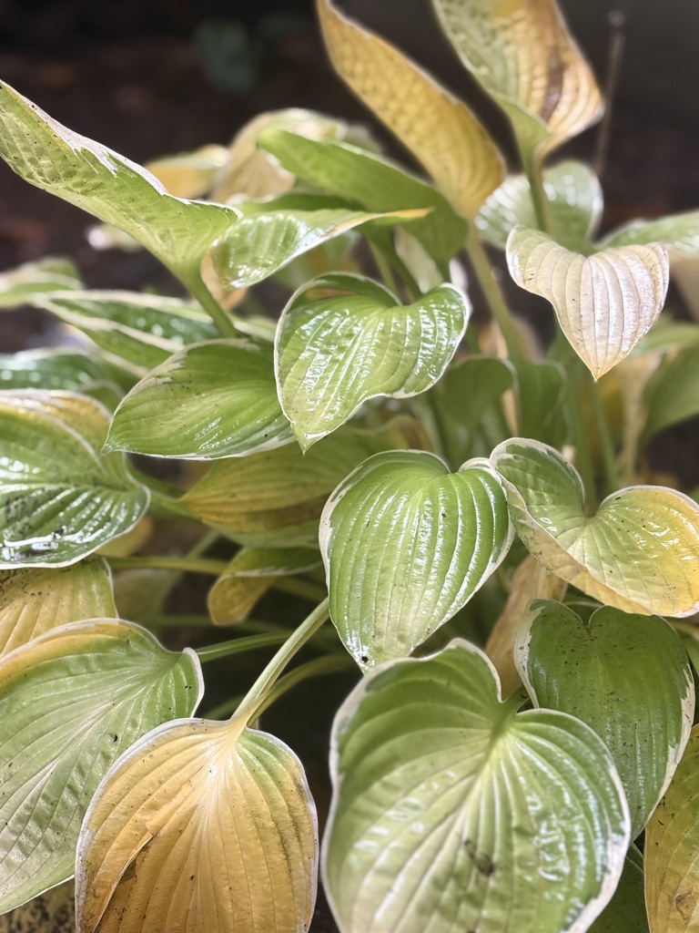 Close-up of a plant with heart-shaped leaves in various shades of green and yellow. Some leaves have brown spots.