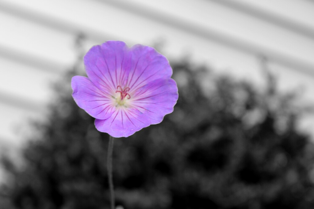 A black-and-white photo of a single purple flower with green leaves in the foreground. A white wall is visible in the background.