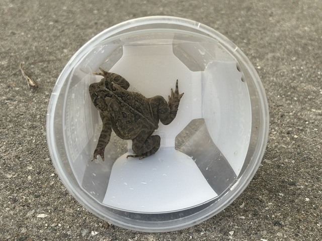 A frog is inside a clear plastic container with a star-shaped cut-out on a grey concrete surface.