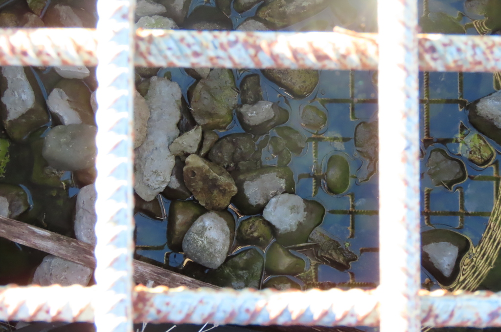 Various rocks of different sizes and shapes, including green algae, visible through a metal grate.