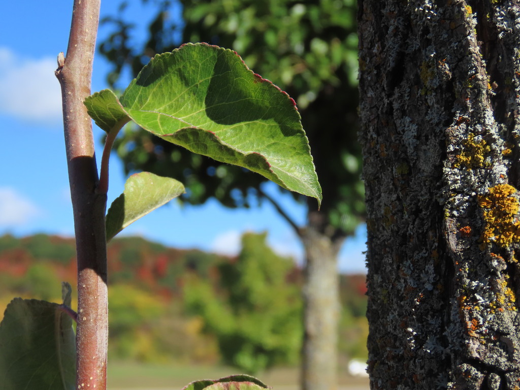 Close-up of a tree trunk and branch with green leaves against a backdrop of autumn-colored trees.