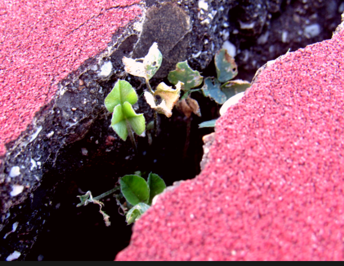A close-up of a cracked red surface shows a small plant growing from the gap.