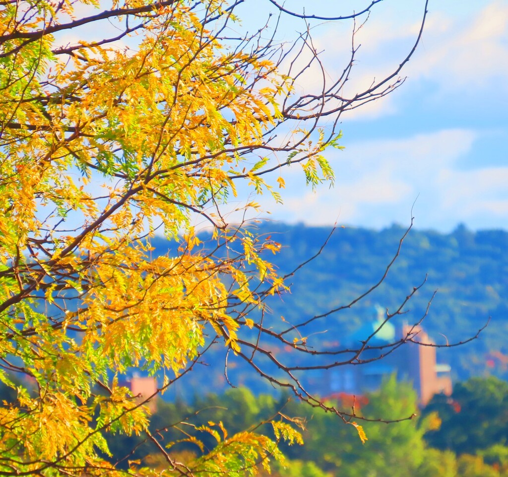 Autumn trees with yellow leaves and bare branches in the foreground. Hills and a building in the distance.