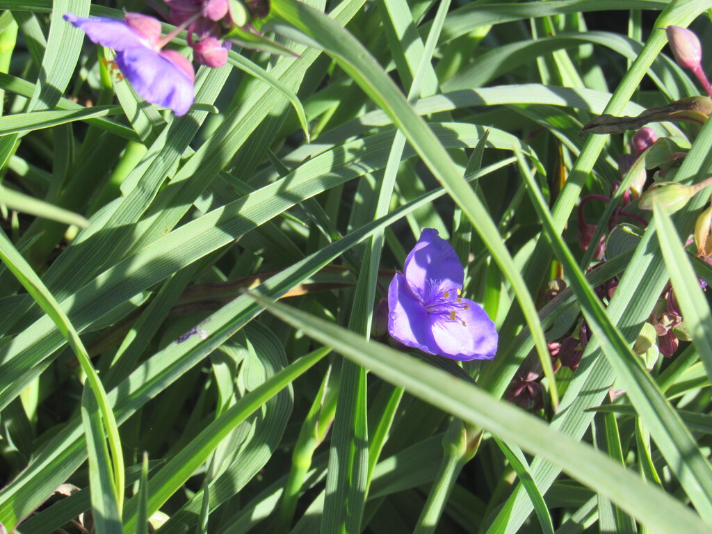 A purple flower partially hidden by tall, green blades of grass. One more purple flower is visible on the left.