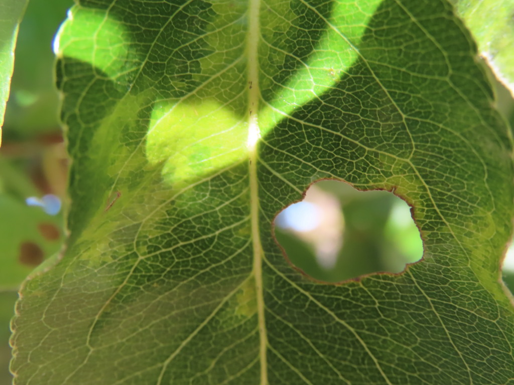 A close-up of a green leaf with a round hole. Sunlight shines through the hole, casting a bright spot.