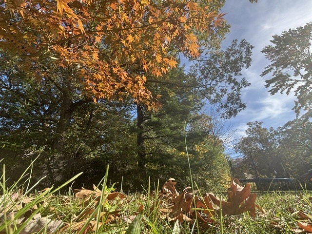 Grass and leaves on ground, with trees in background and sun shining through leaves.