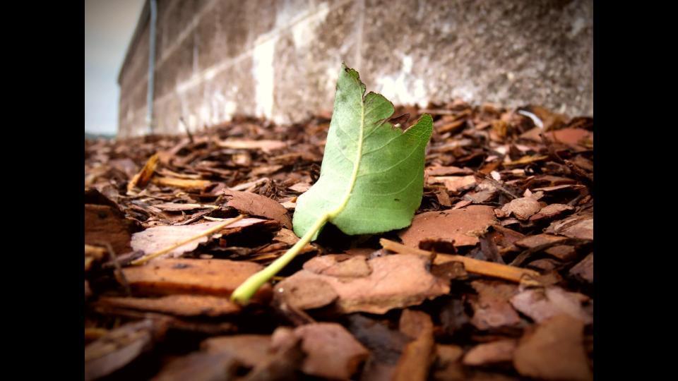 A single green leaf rests on a pile of brown mulch near a brick wall.