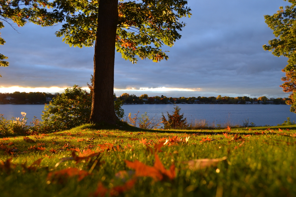 View of a lake at sunset with a tree and scattered leaves on the ground.