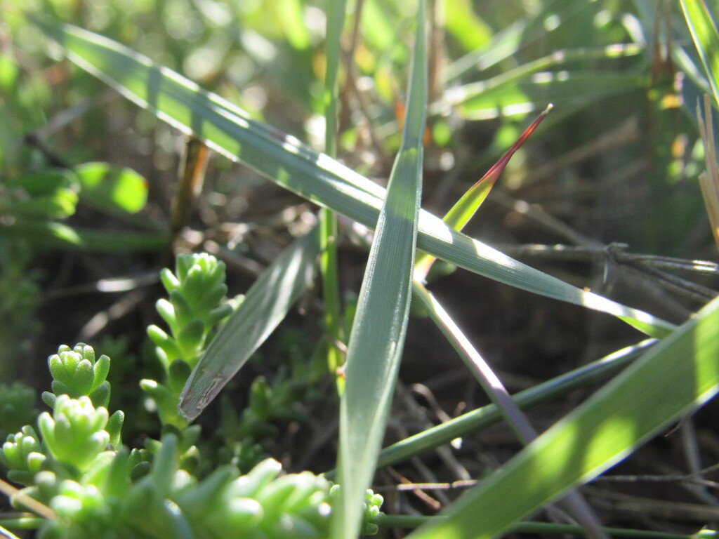 Close-up view of green plants with narrow leaves and small, green buds growing on a grassy field.