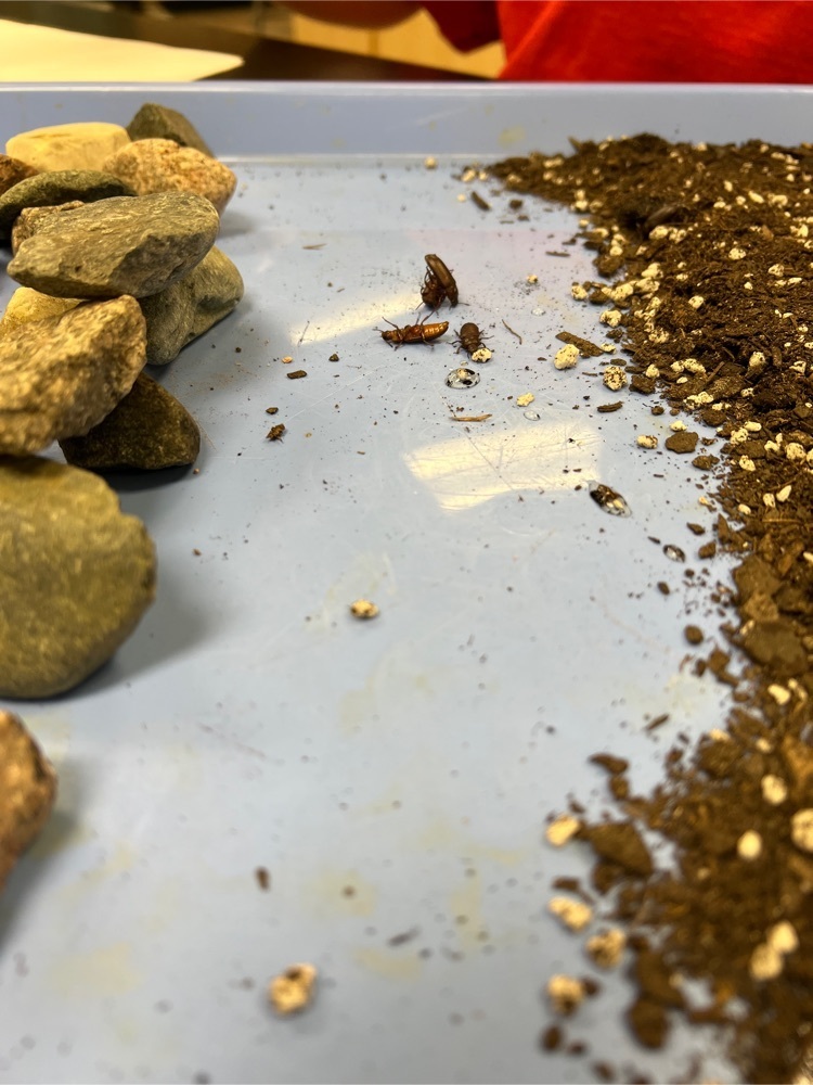 It is kind of entertaining watching bugs trying to flip back over. Do they like rocks or soil better?