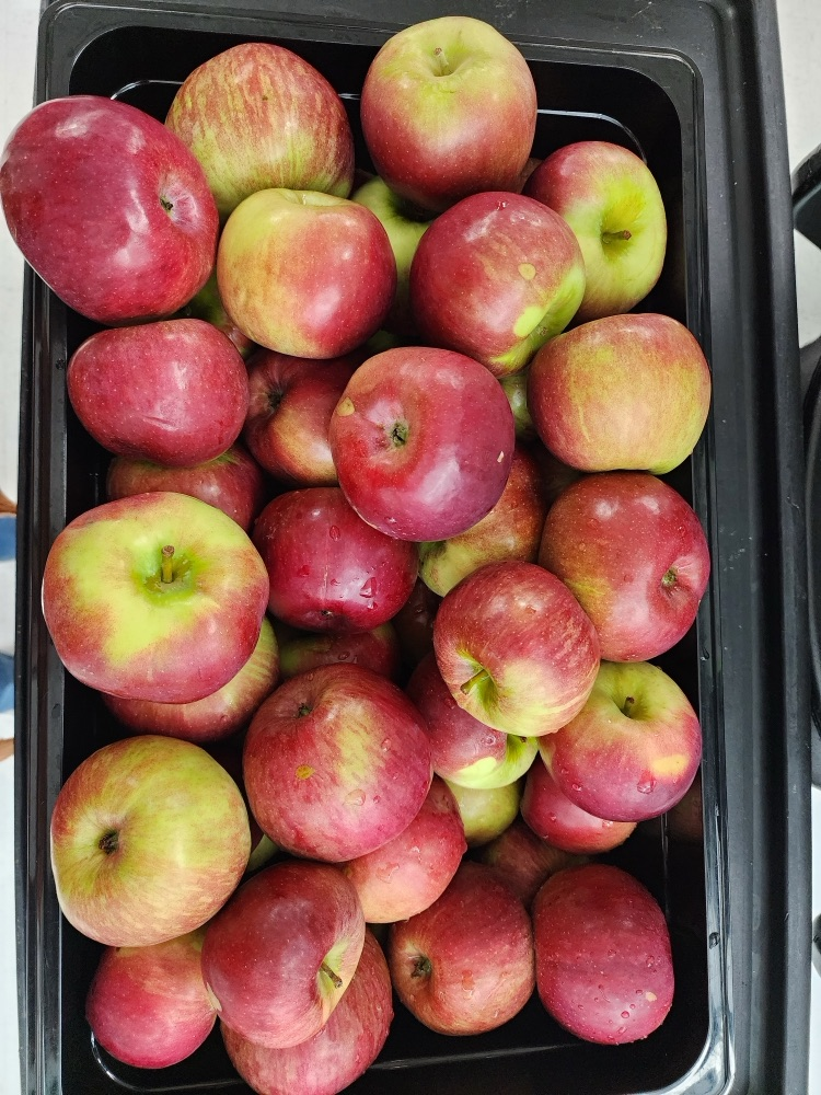 Apples