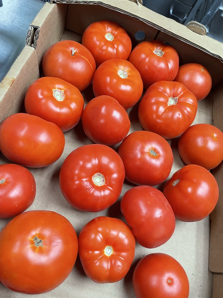 Fresh Tomatoes 