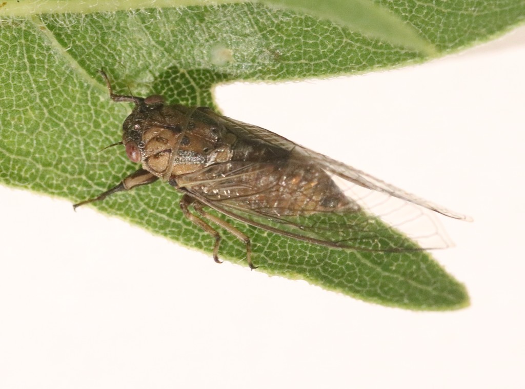 cicadetana