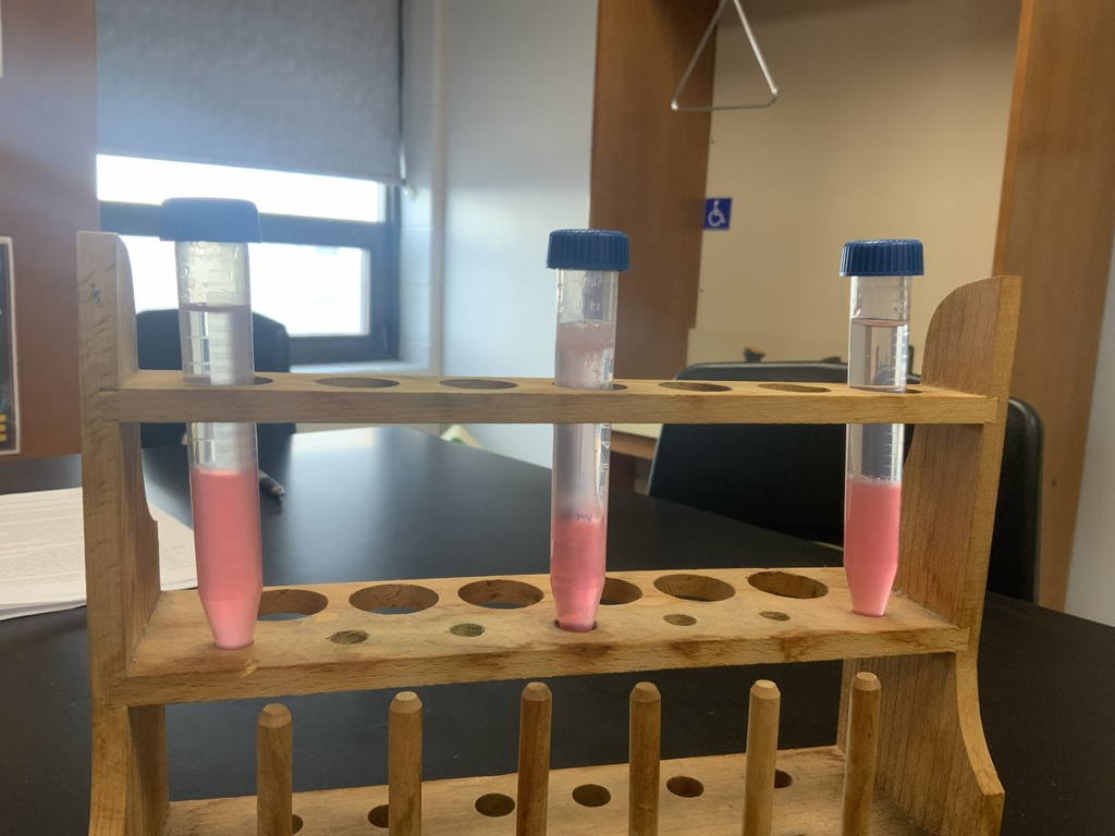 15 mL tubes holding cell lysate and DNA isolation solution