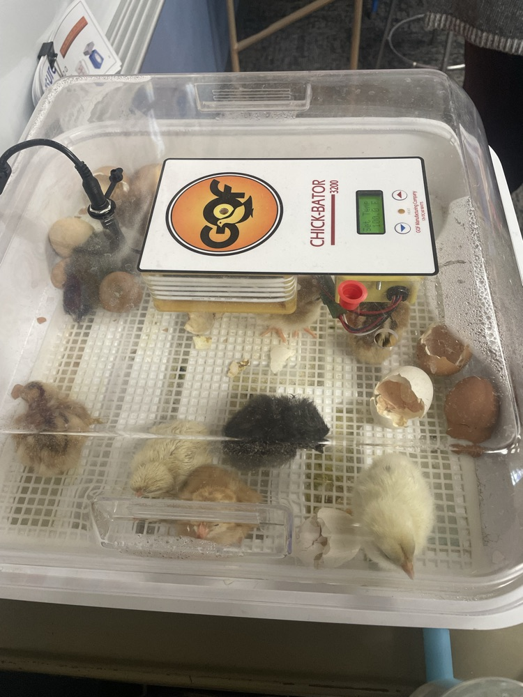 Hatch Day