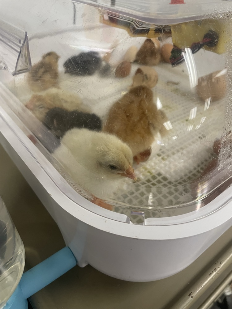 Hatch Day