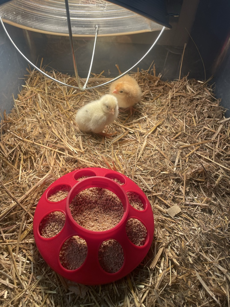 Hatch Day