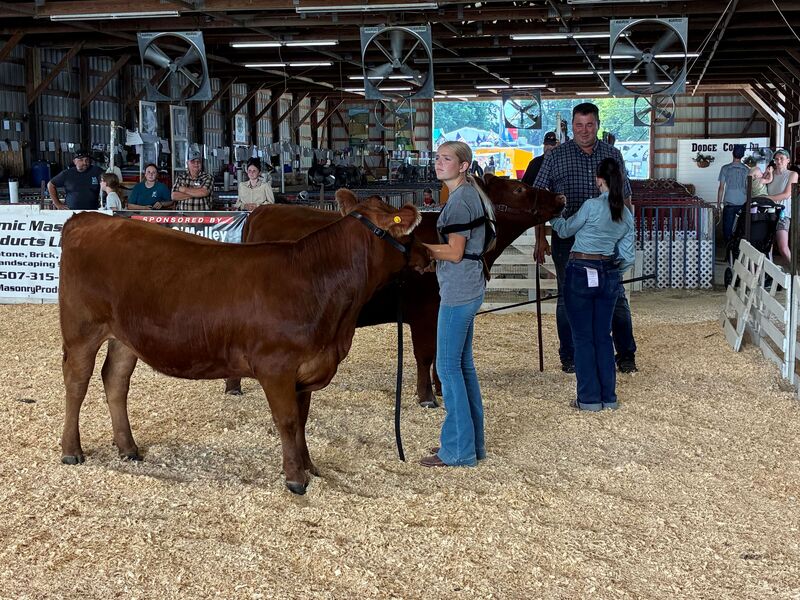 Lillie Freiderich setting her beef heifer for the judge to evaluate