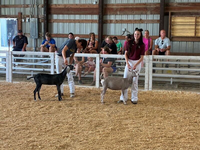 Lily Klejeski setting up one of dairy goats