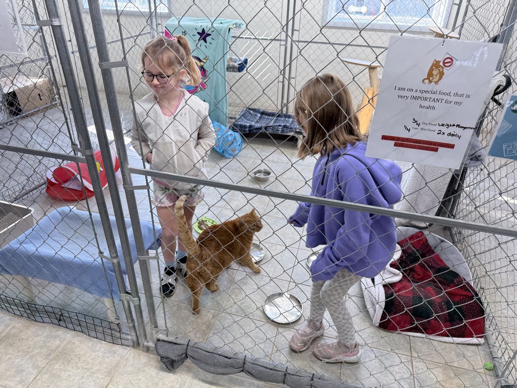 students playing with a cat