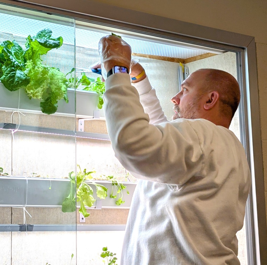 Mr. Wilcox cutting lettuce