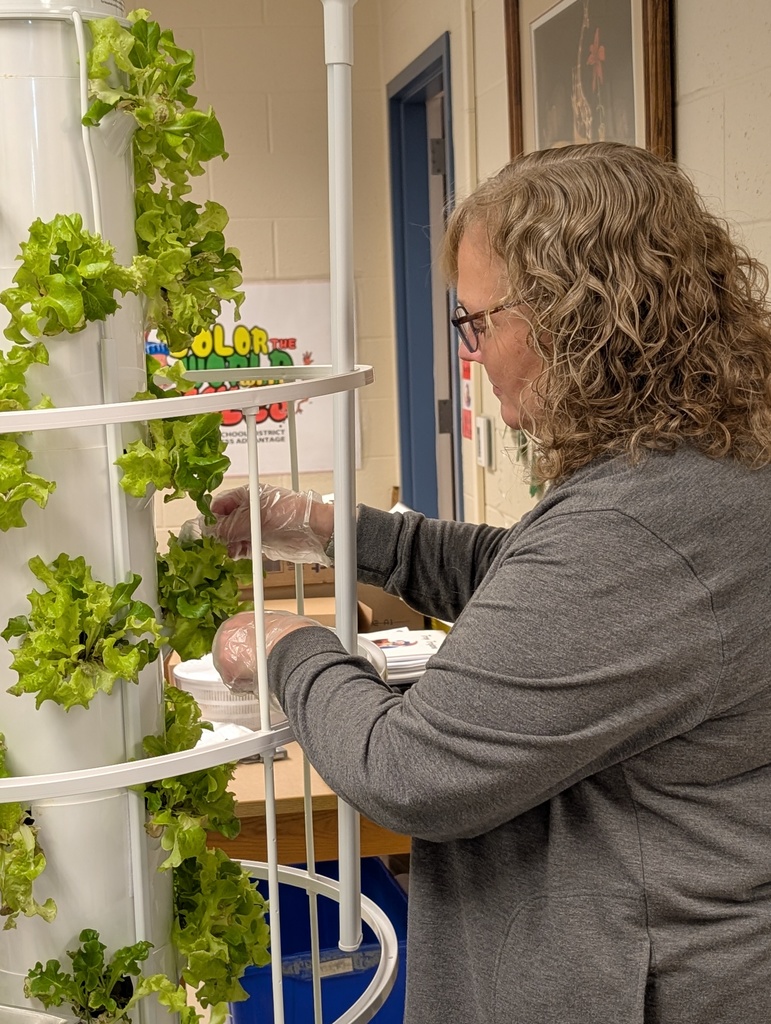 Mrs. Curren cutting lettuce