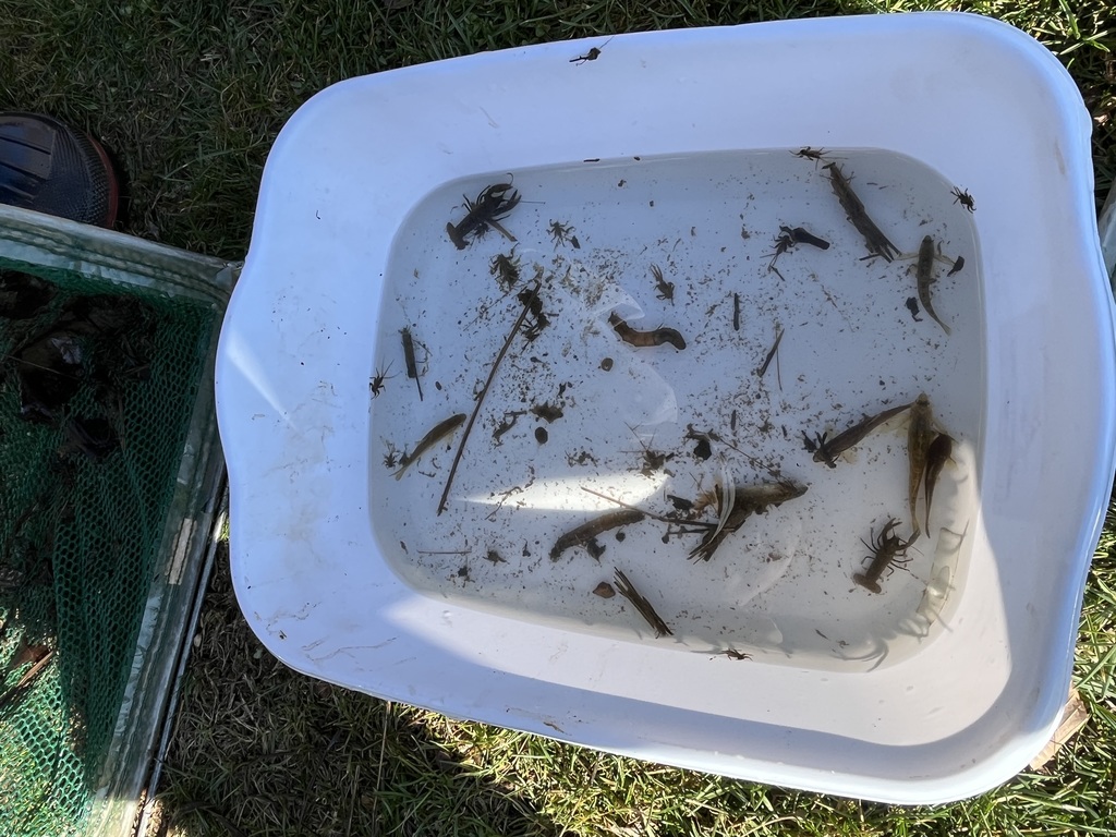 photos of wildlife caught in the stream bugs and minnows