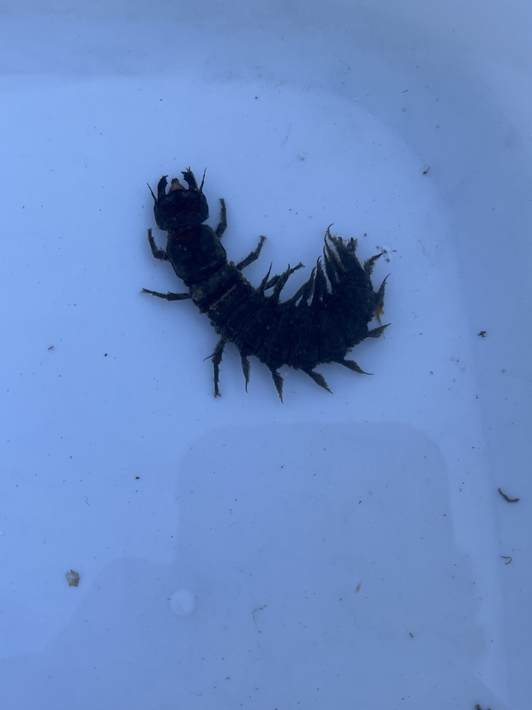 Photo of a bug caught from the stream 