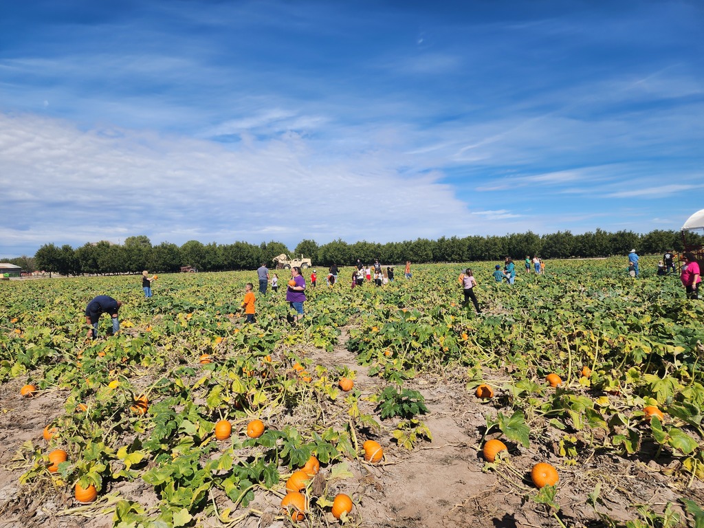 Finding the perfect pumpkin