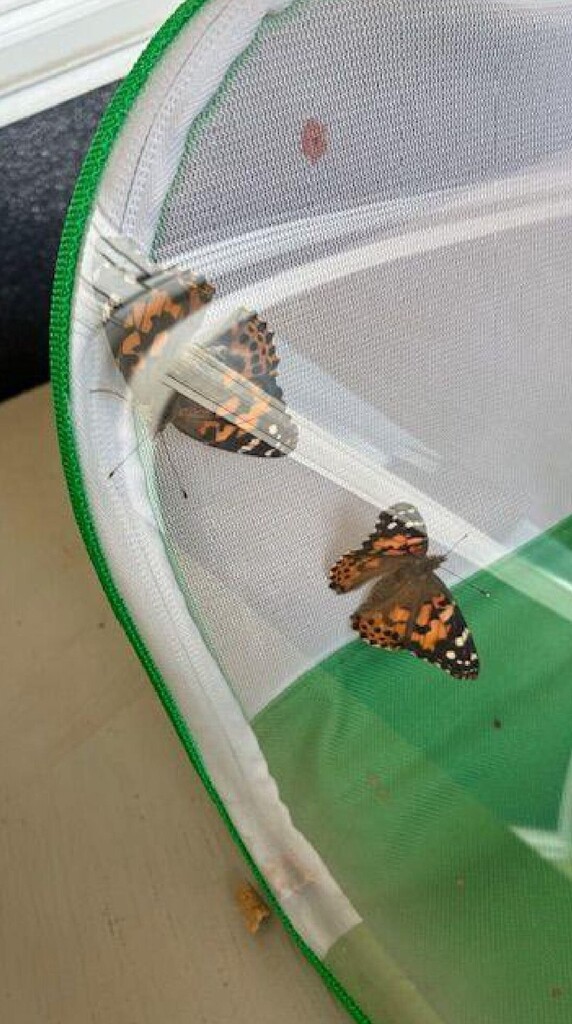 butterflies