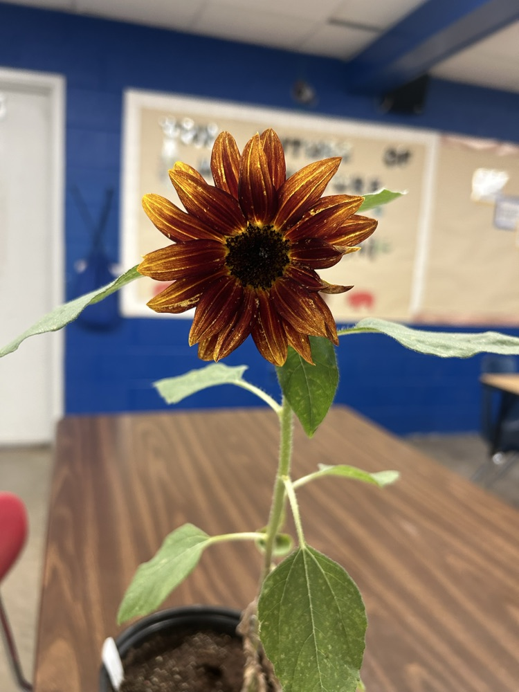 2026 Flowers