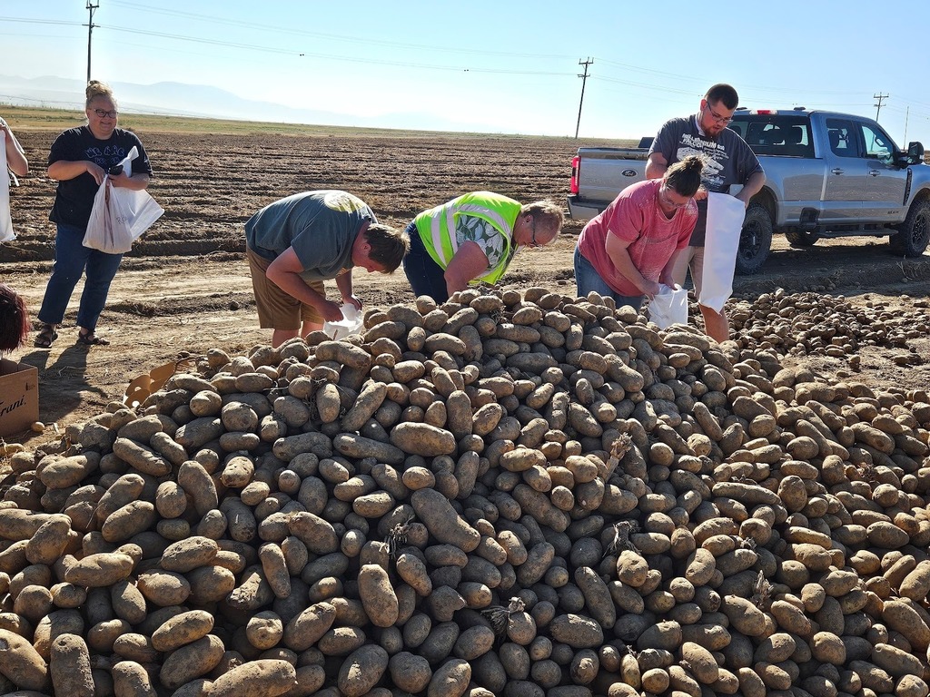 CRHS Nest Students picking bagging their own potatoes