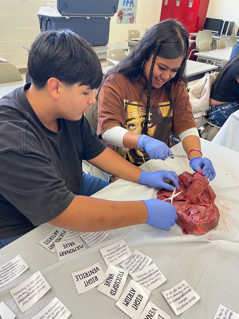 Ag students dissecting a cow heart to learn how blood flows through it.