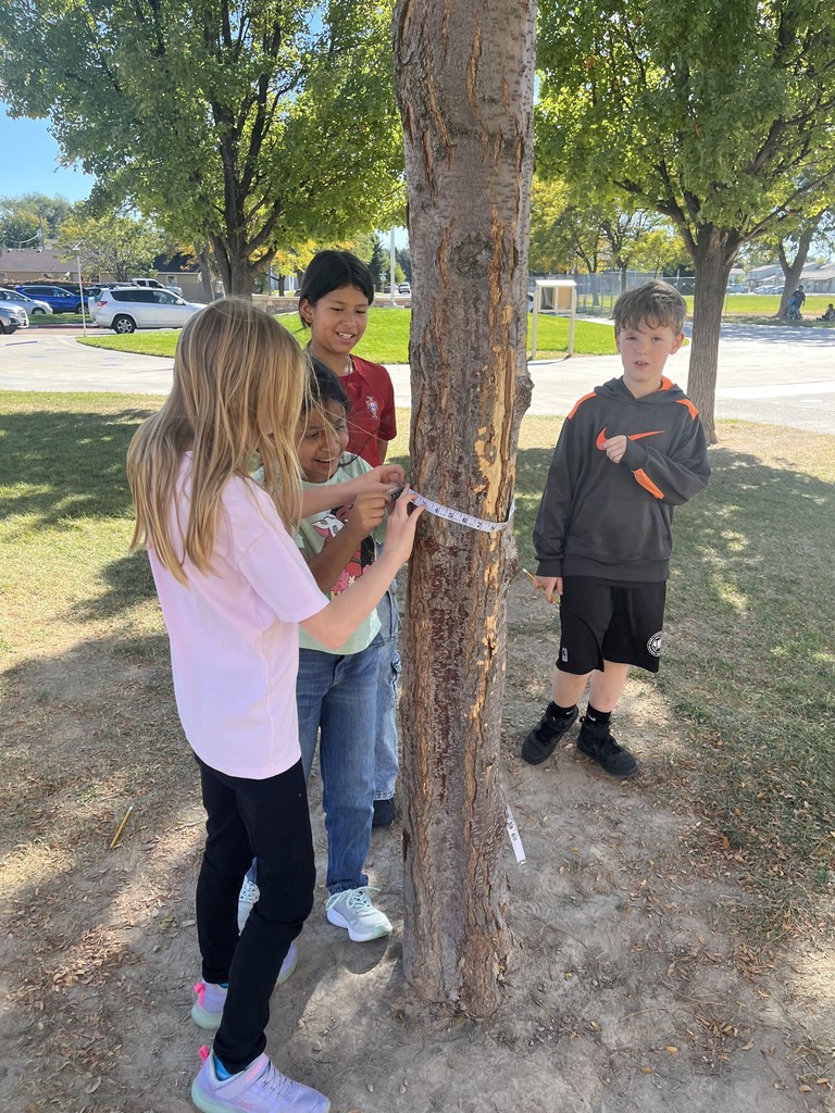 Measuring a tree