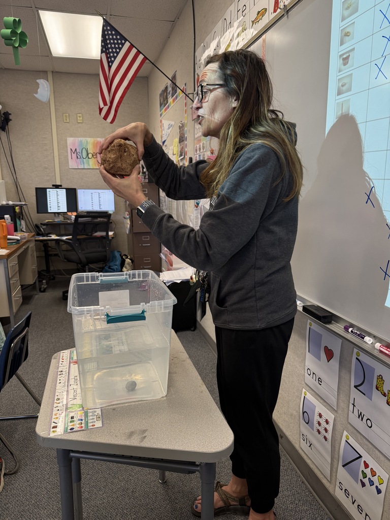 Sink or Float activity