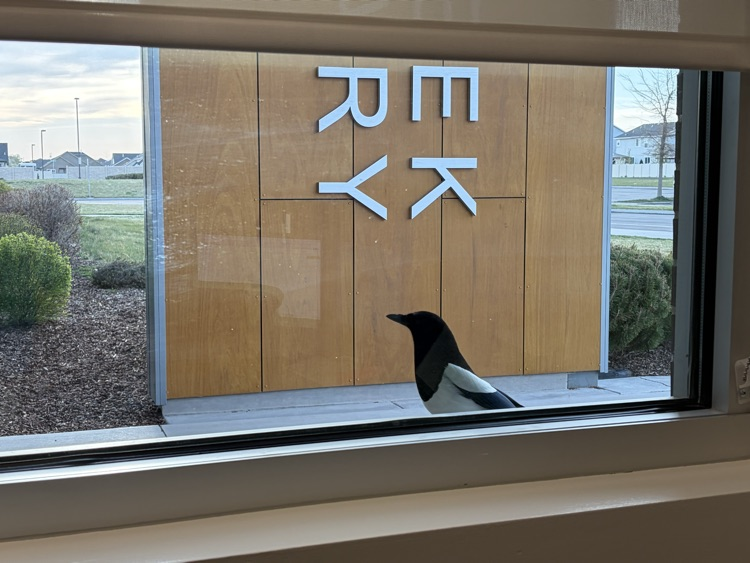 Bird at window