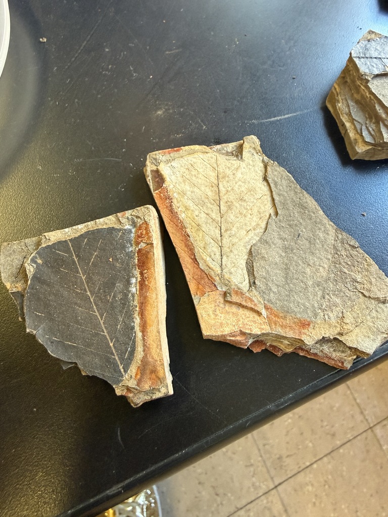 picture of rock samples with leaf fossils