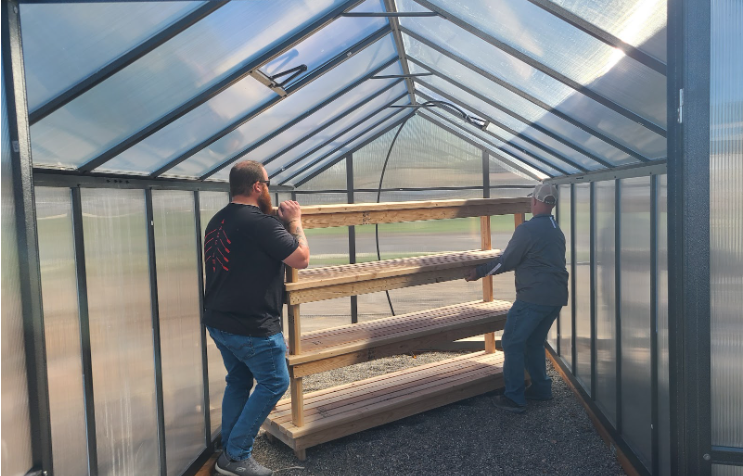 Two people positioning a large wooden shelf at the end of the inside of a greenhouse