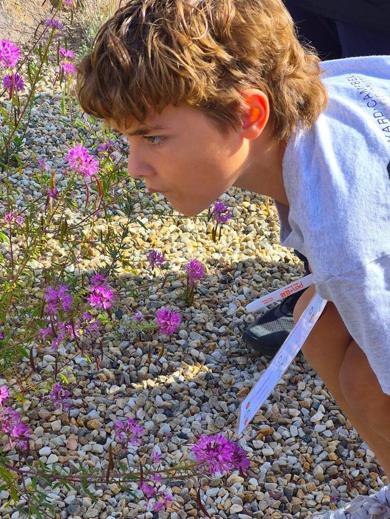 A child, wearing a blue shirt, crouches over purple flowers on a gravelly surface.