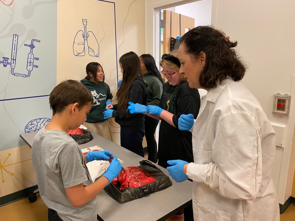 student dissecting sheep heart