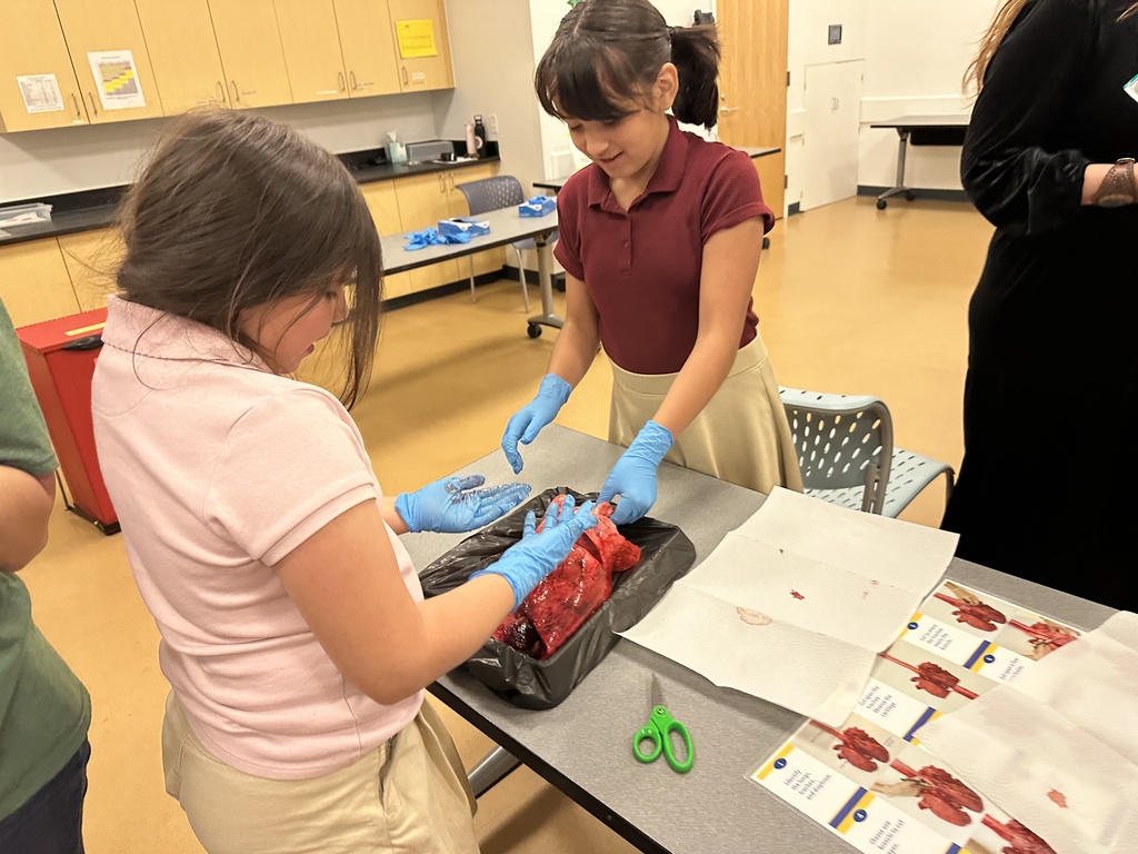 student dissecting sheep heart