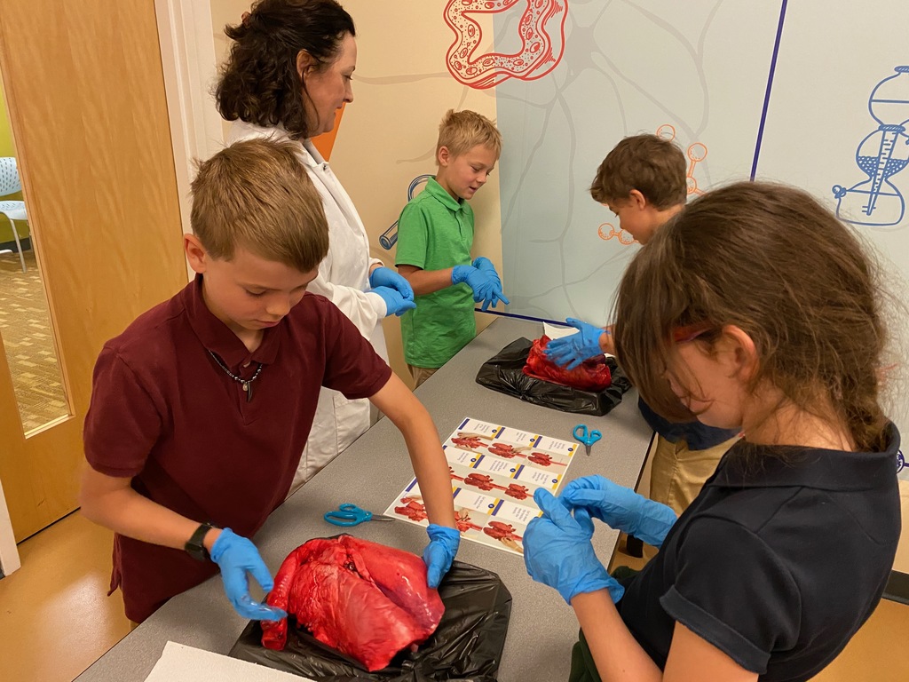 students dissecting sheep heart