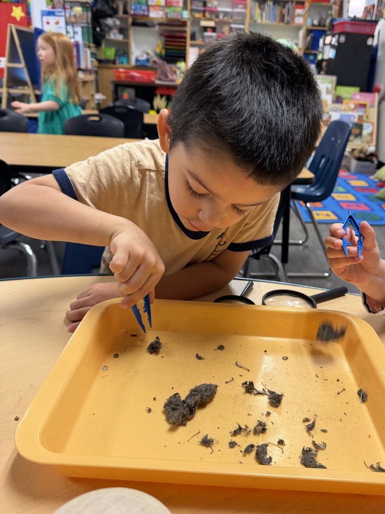 Preschool Scientists