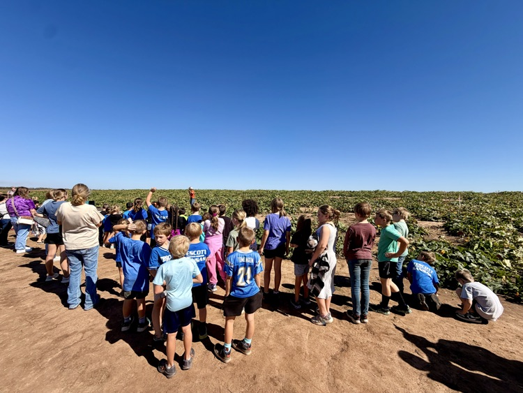 Pumpkin patch